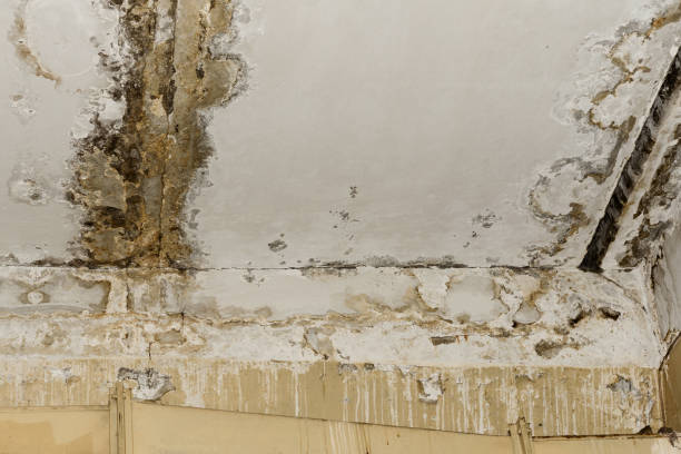 Mold Documentation for Insurance Claims in Locust, NC